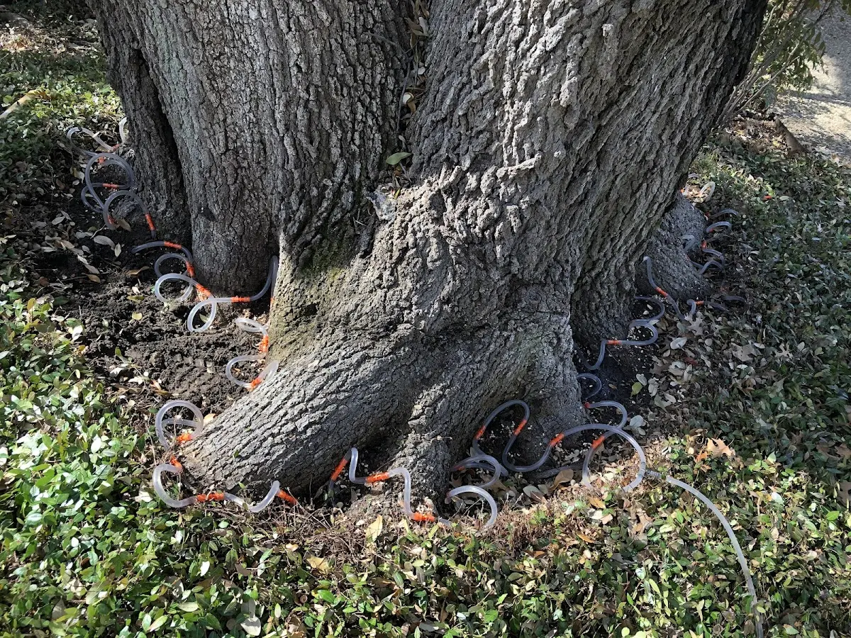 Detailed Tree Cabling and Bracing job site in Plattsburgh